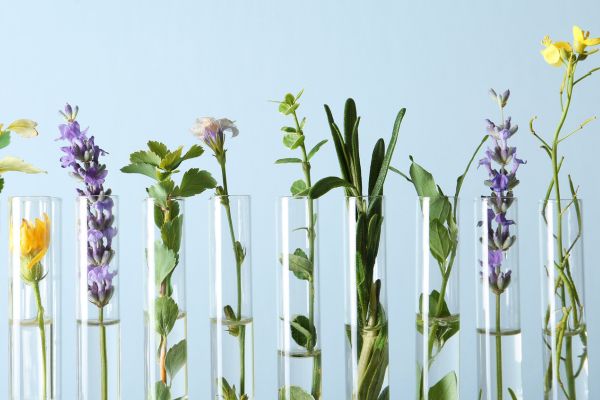 flowers and herbs in clear tubes