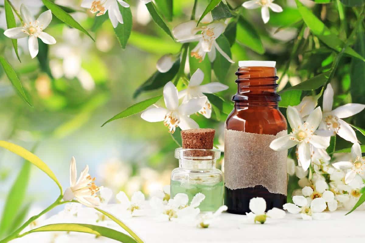 an essential oil bottle in front of jasmine flowers