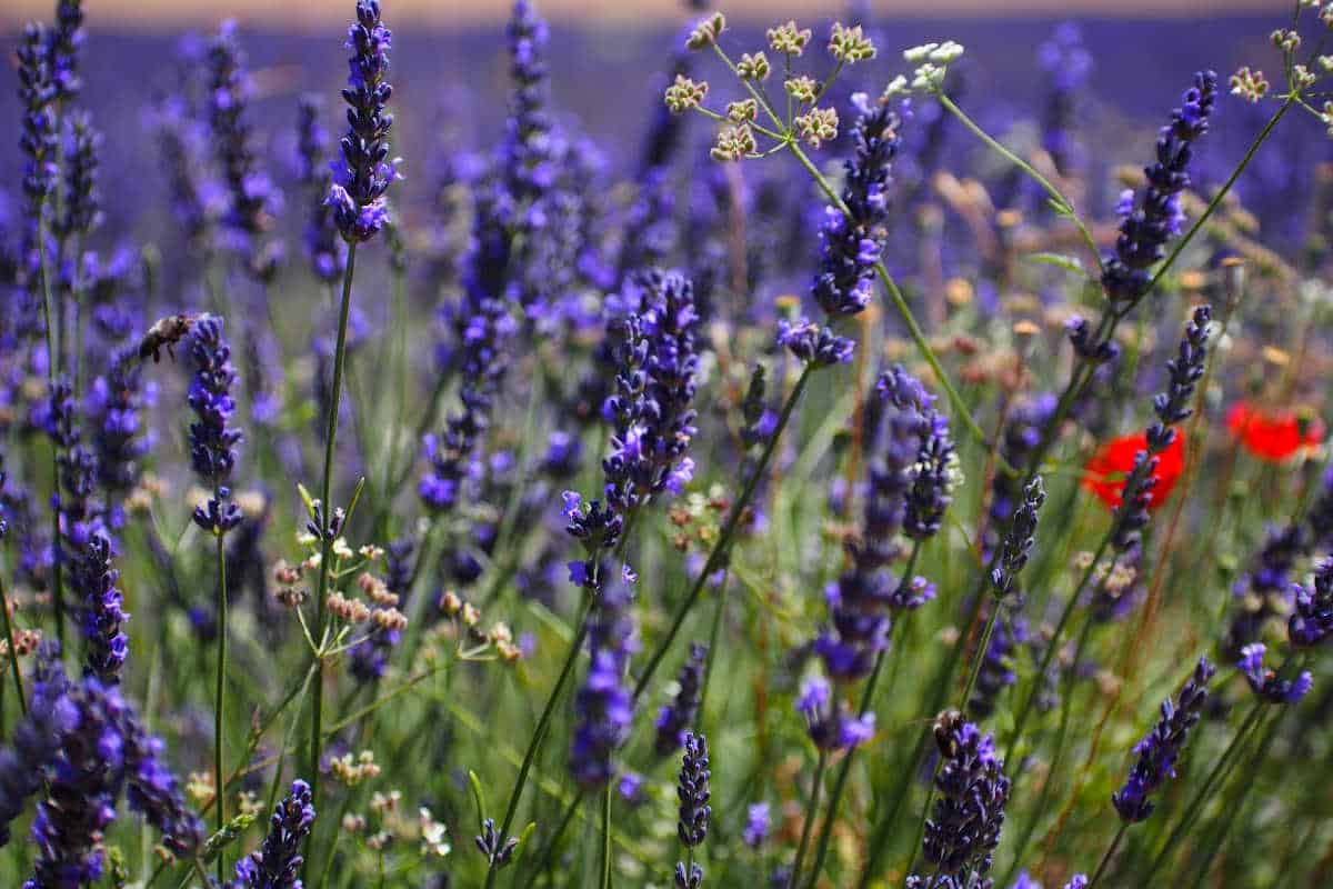 Lavender Essential Oil Benefits for Skin