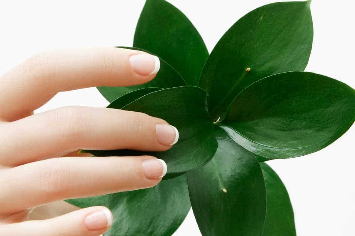 hand with beautiful nails holding a plant