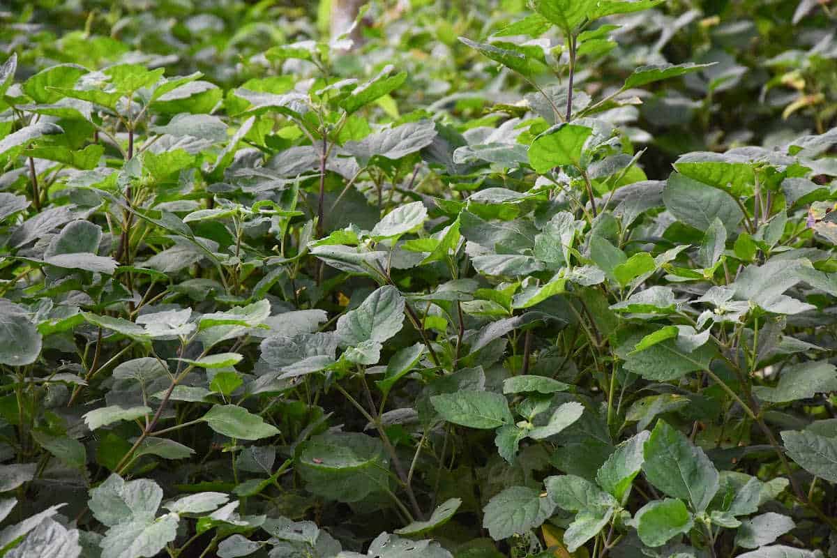 up close look at patchouli growing outdoors