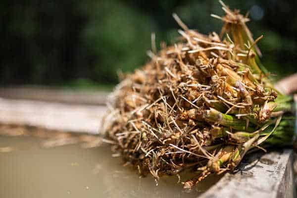up close look at vetiver roots